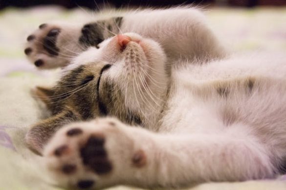 homeopatie bij dieren