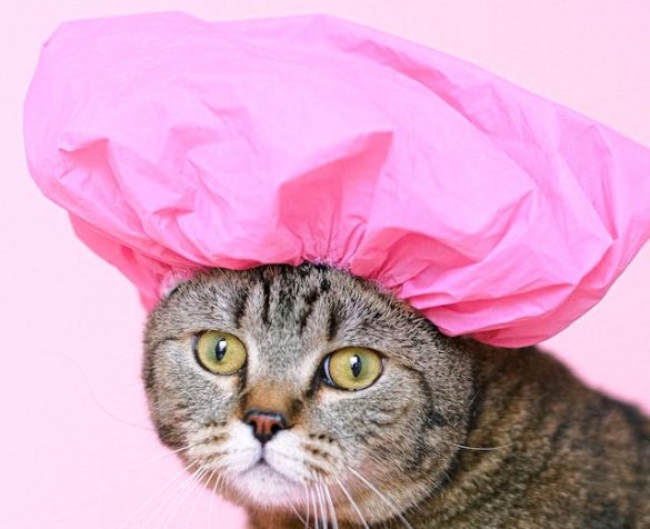 kattenverzekering