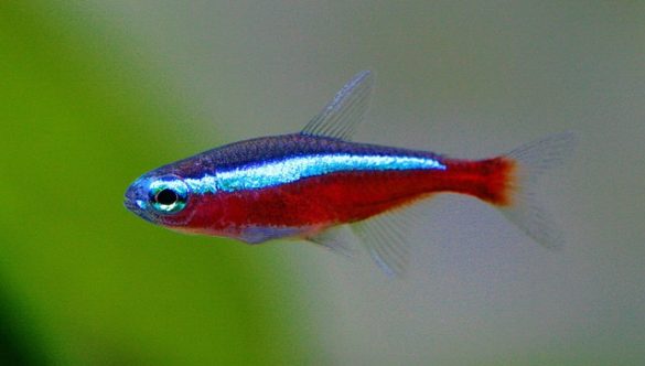 neon tetra-ziekte