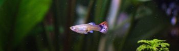 guppy's