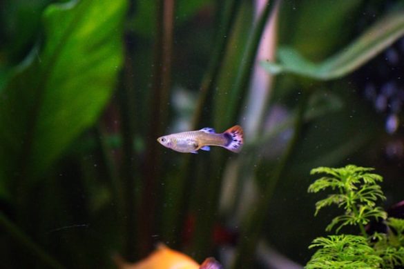 guppy's
