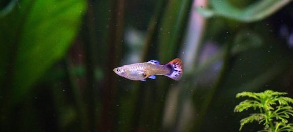 guppy's