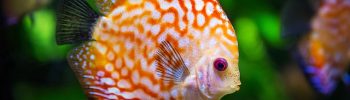 discus vissen