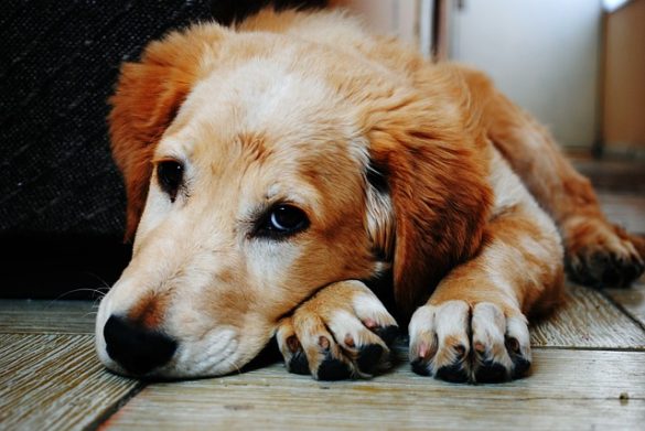 homeopathie voor honden met jeuk
