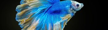 betta's