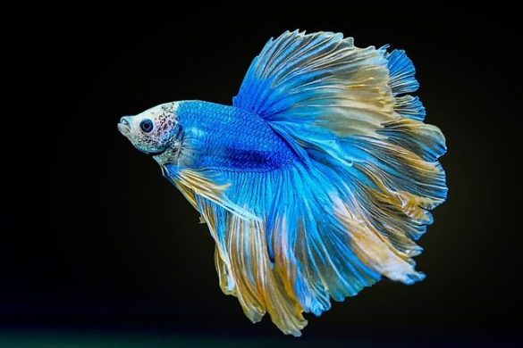 betta's