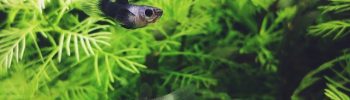 makkelijke aquariumplanten