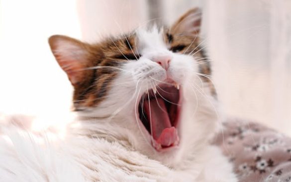 niesziekte kat