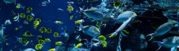 Aquarium vissen Zwaarddragers