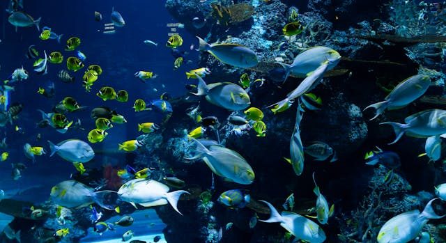 Aquarium vissen Zwaarddragers