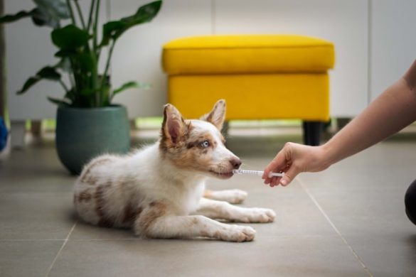 tekenseizoen hond