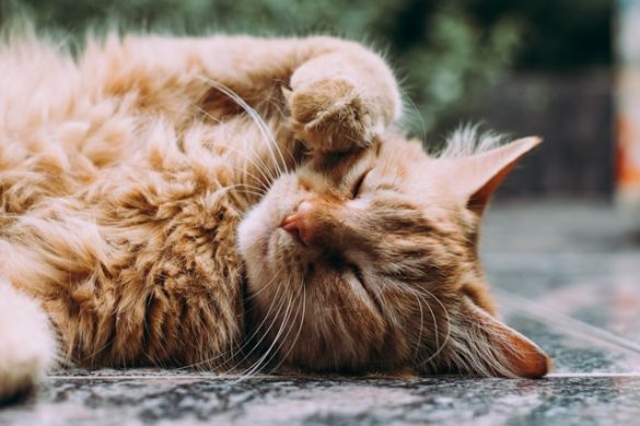 wormen bij katten