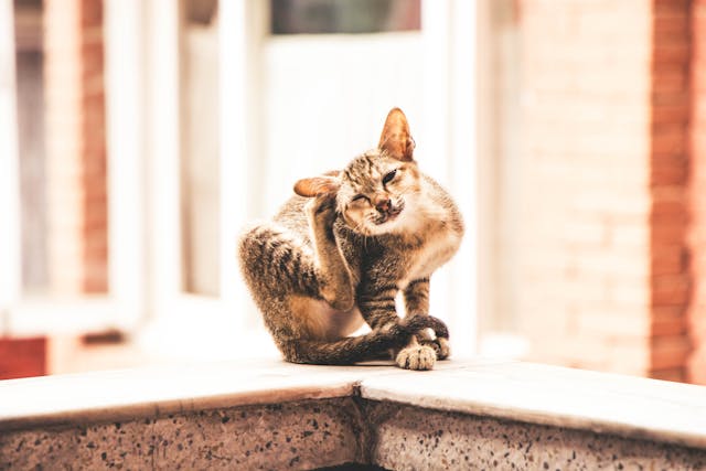 Een kat die zichzelf krabt door vlooien.