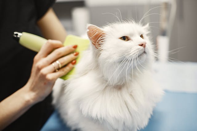 "Vlooien verwijderen met een vlooienkam bij een kat."