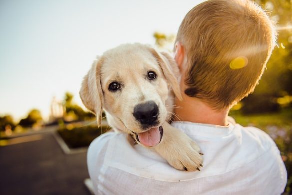 oormijt hond