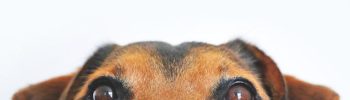 dierencrematoria