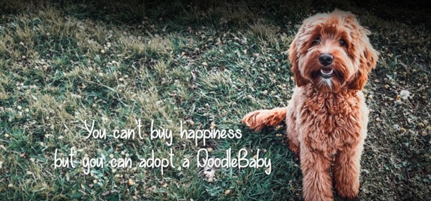 Australische Labradoodle Mini